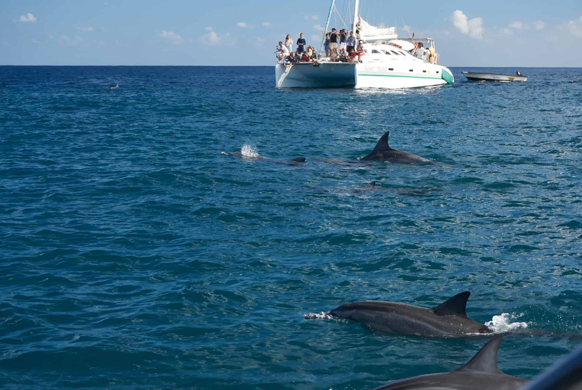 dauphins maurice que faire a flic en flac