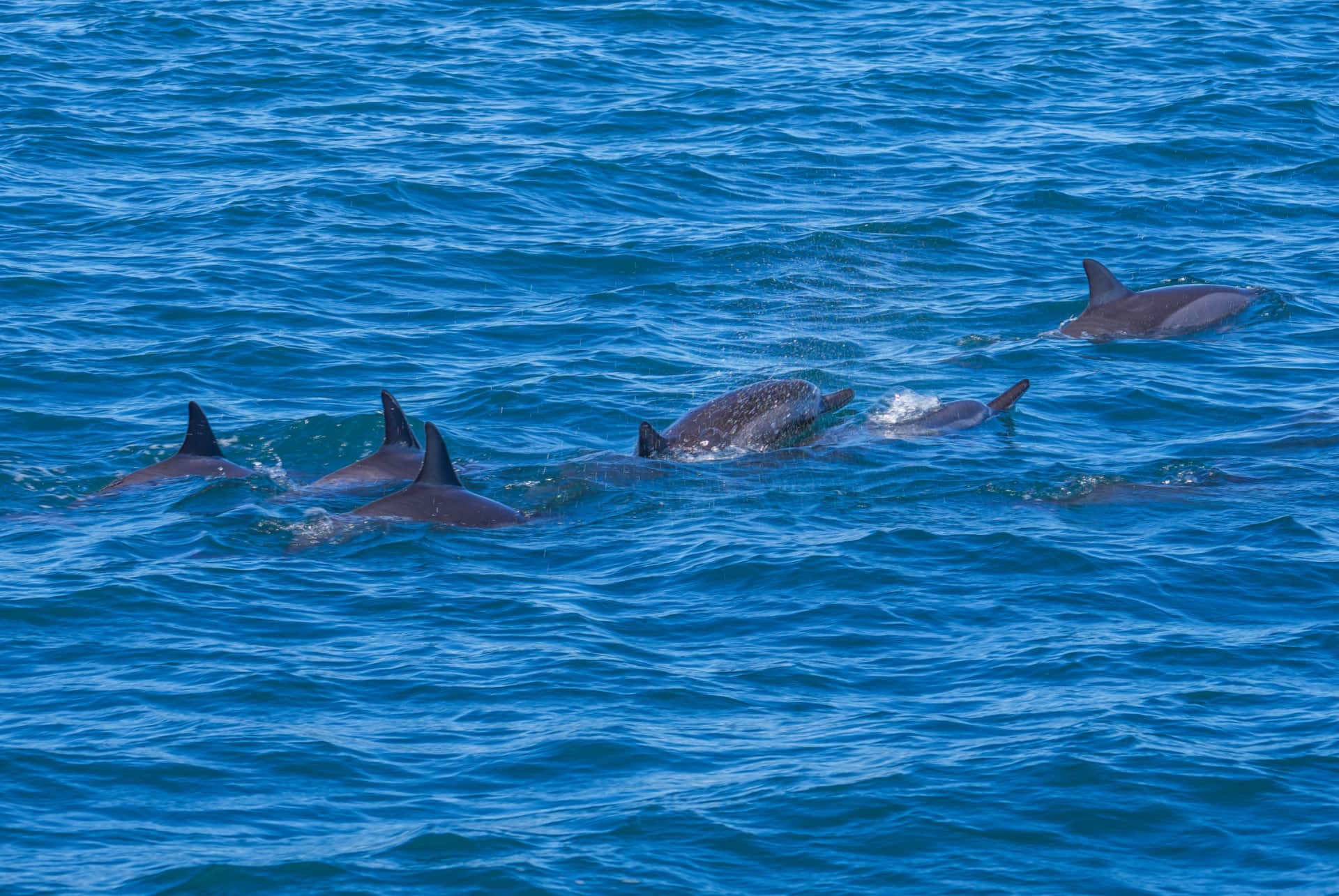 dauphins tamarin bay ile maurice dauphins tamarin bay ile maurice