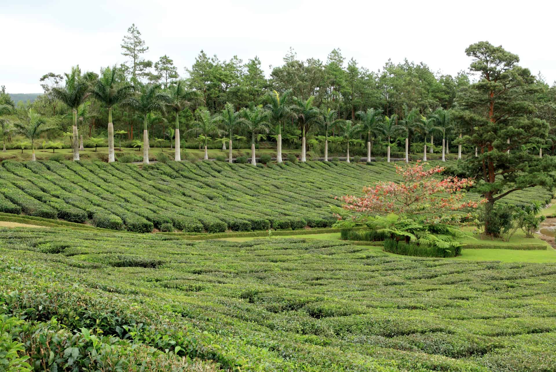 que faire a grand bassin plantations de the que faire a grand bassin plantations de the