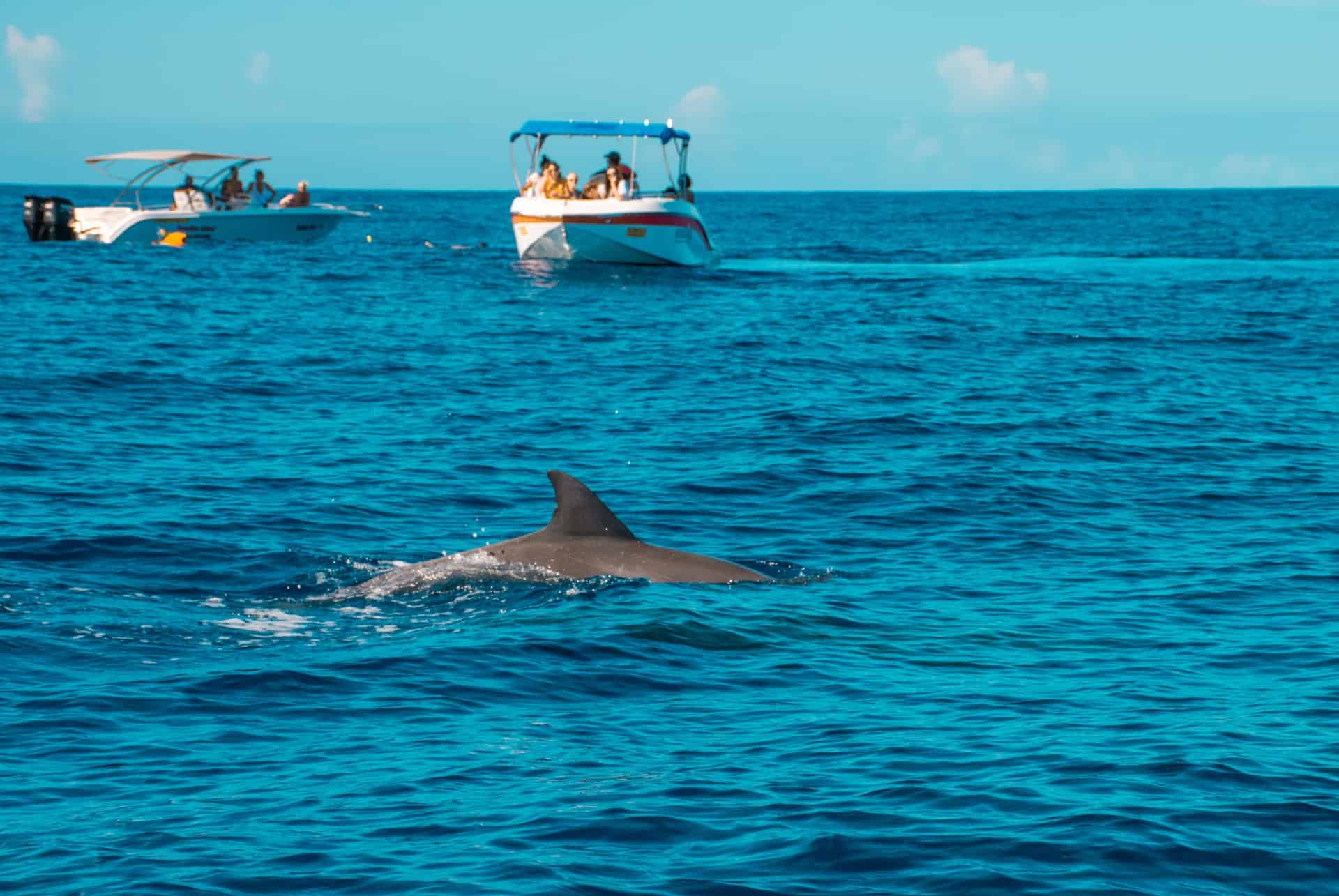 nager avec des dauphins nager avec des dauphins