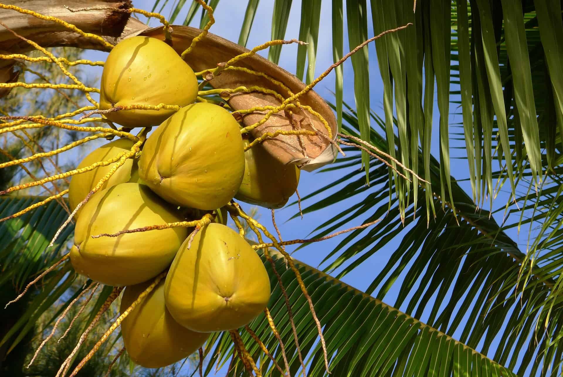 noix de coco ile maurice