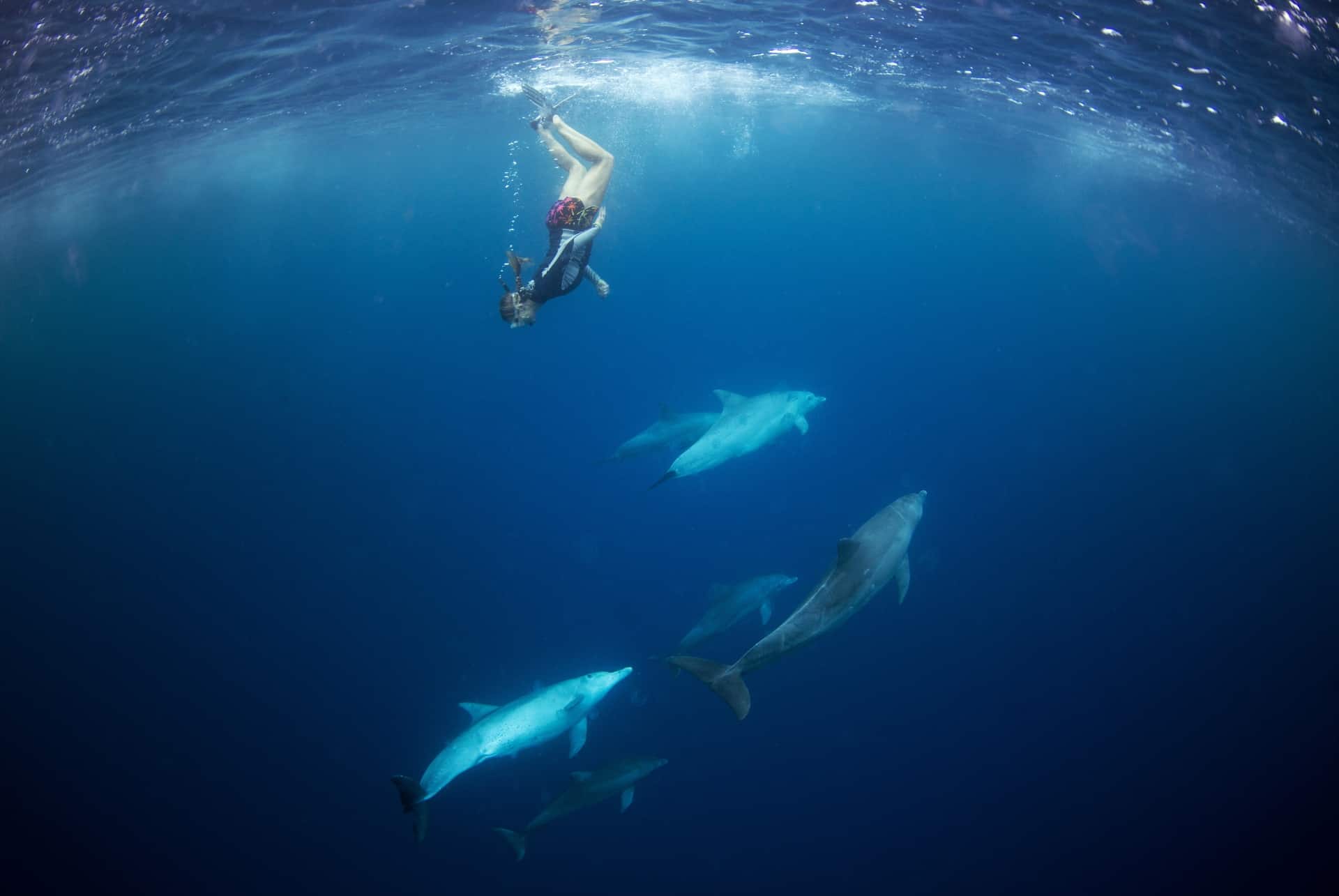 plonger avec les dauphins plonger avec les dauphins
