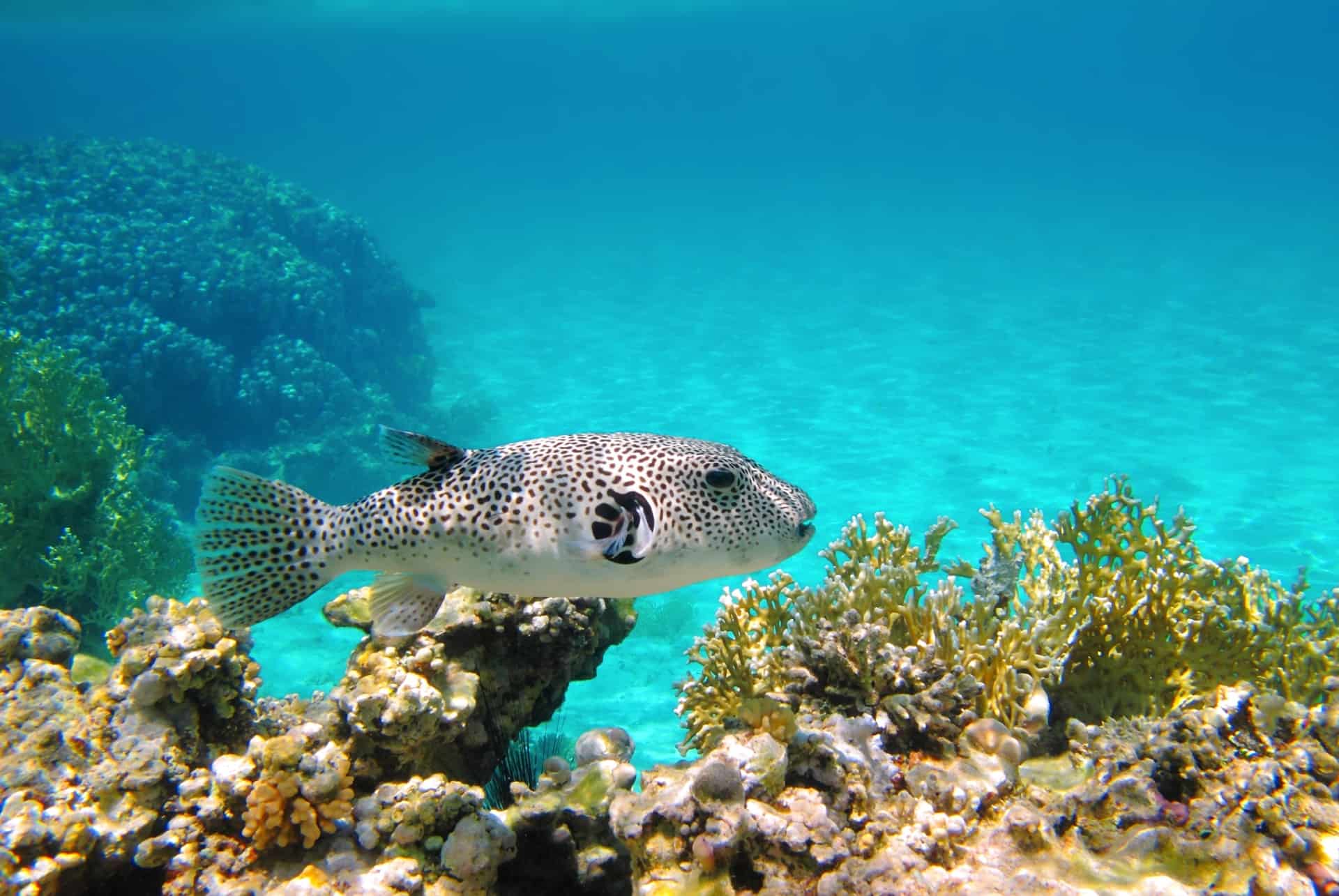 snorkeling ile maurice snorkeling ile maurice