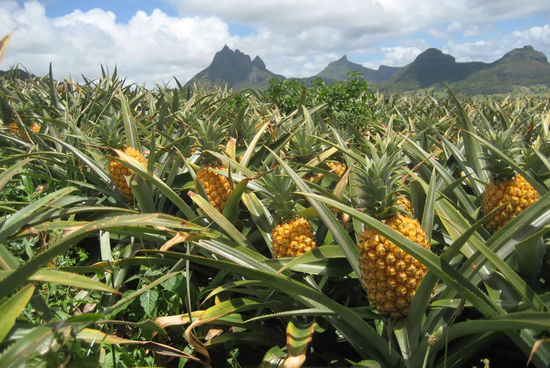 champ ananas maurice champ ananas maurice