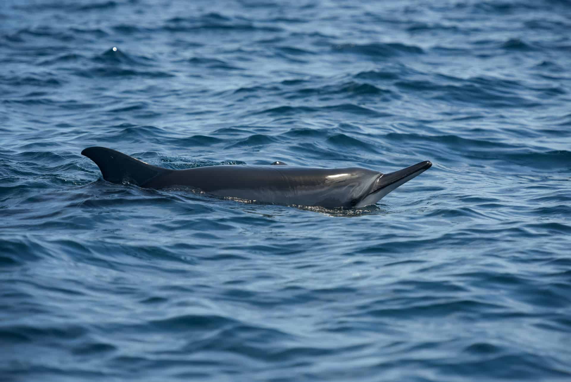 dauphins a long bec dauphins a long bec