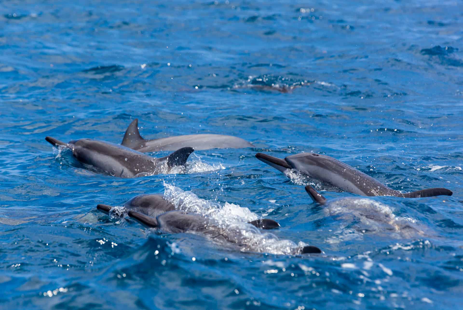 dauphins ocean indien dauphins ocean indien