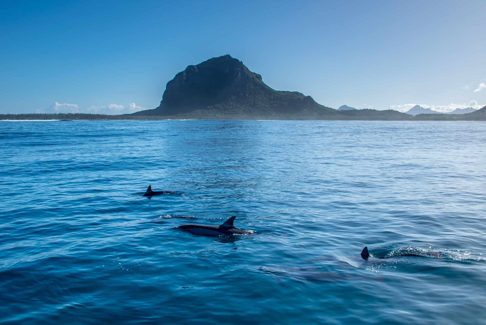 nager dauphins ile maurice nager dauphins ile maurice