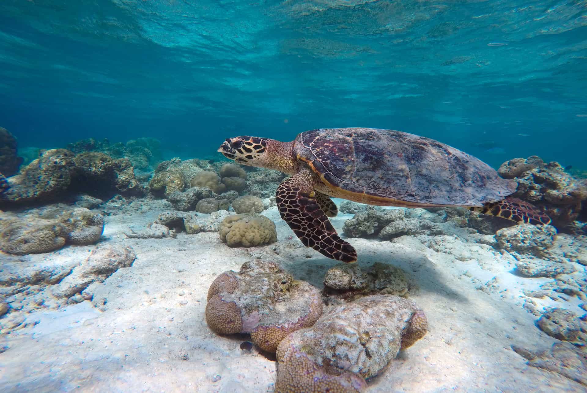 tortue marine ile maurice tortue marine ile maurice