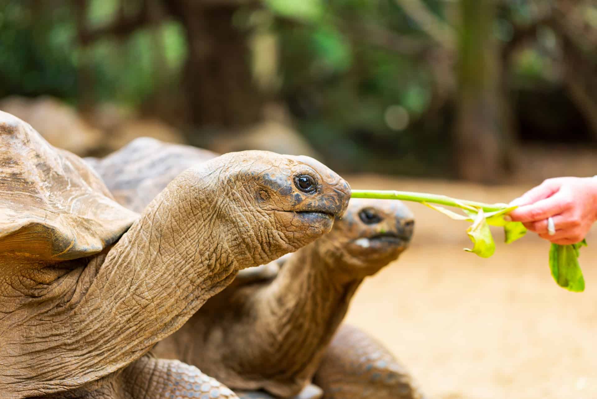 tortues geantes vanille park tortues geantes vanille park