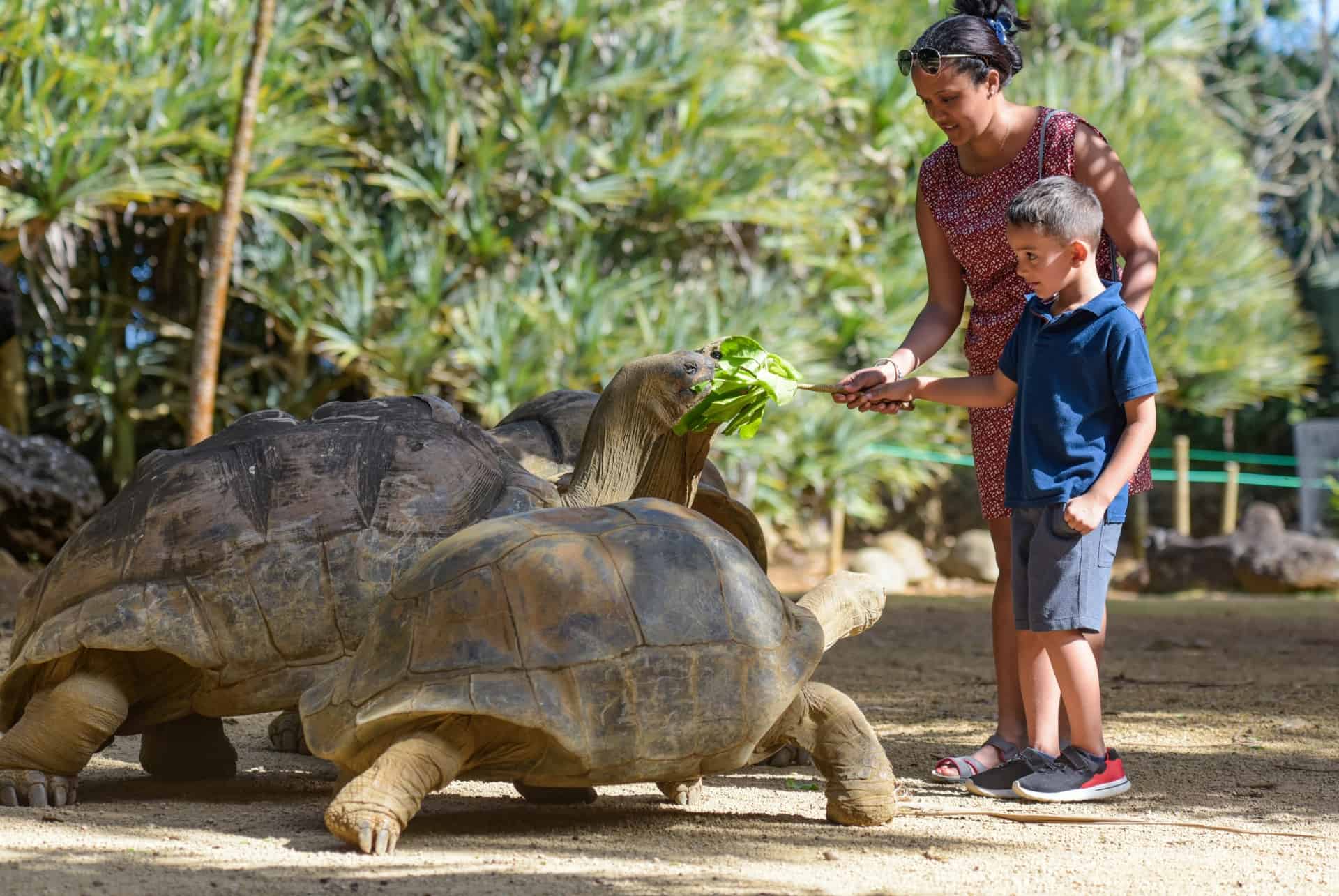 voyage ile maurice avec des enfants voyage ile maurice avec des enfants