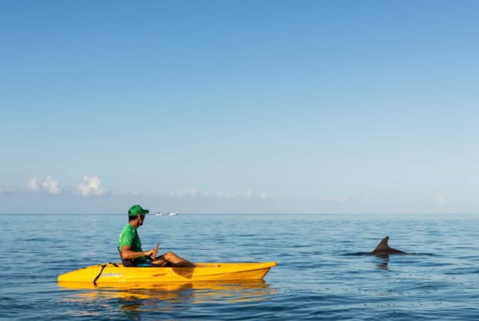 sortie kayak avec dauphins