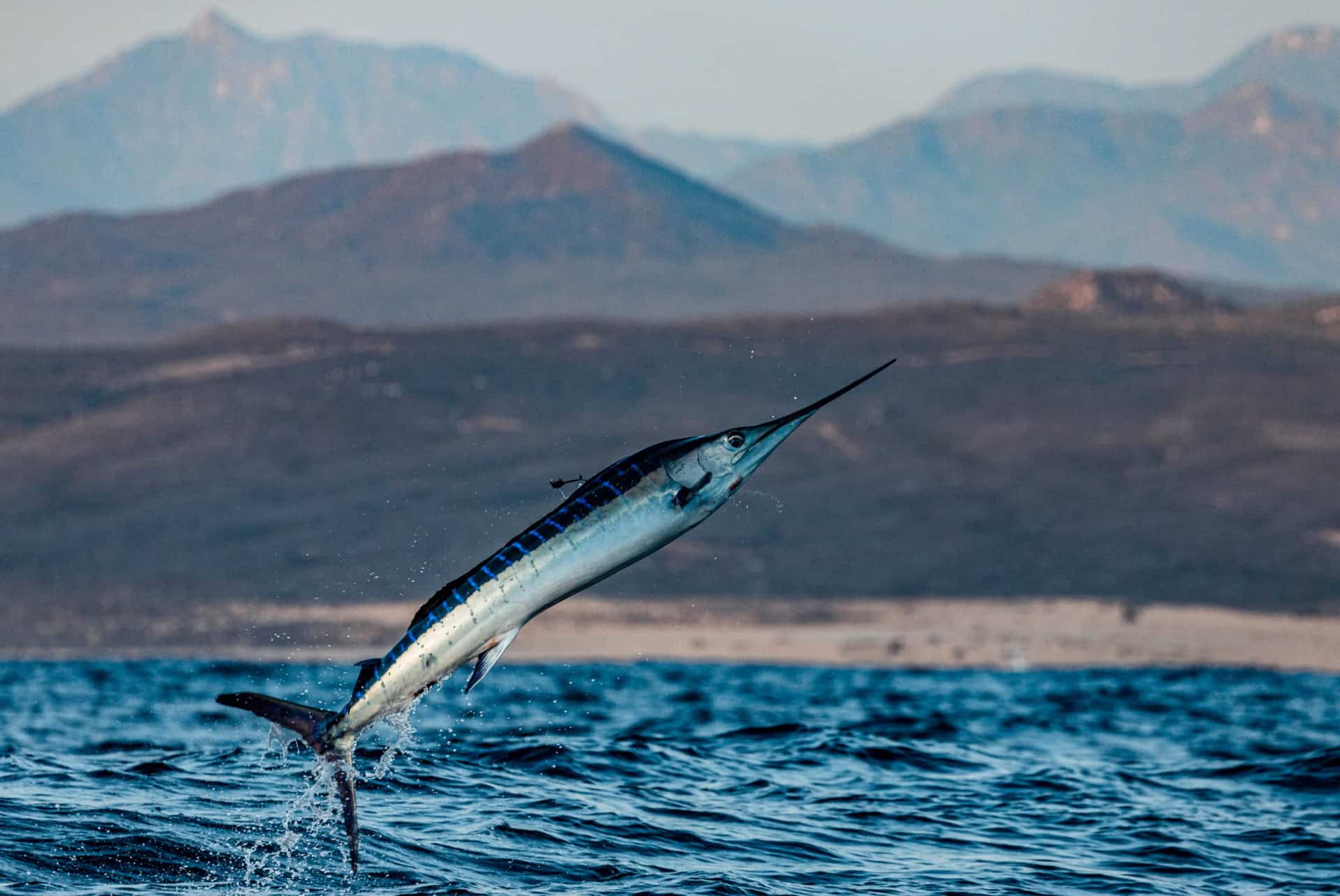 marlin bleu marlin bleu