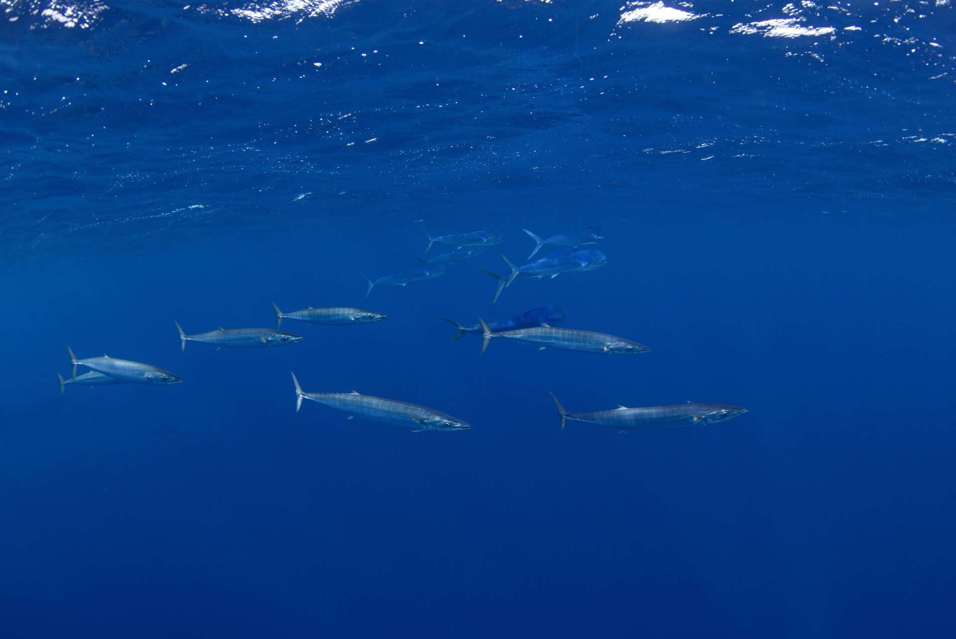 wahoo wahoo