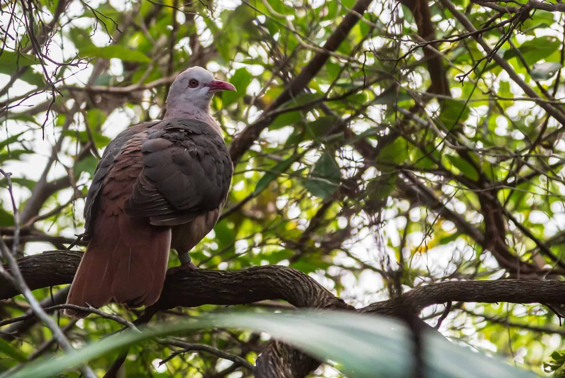 pigeon rose ilots autour maurice pigeon rose ilots autour maurice
