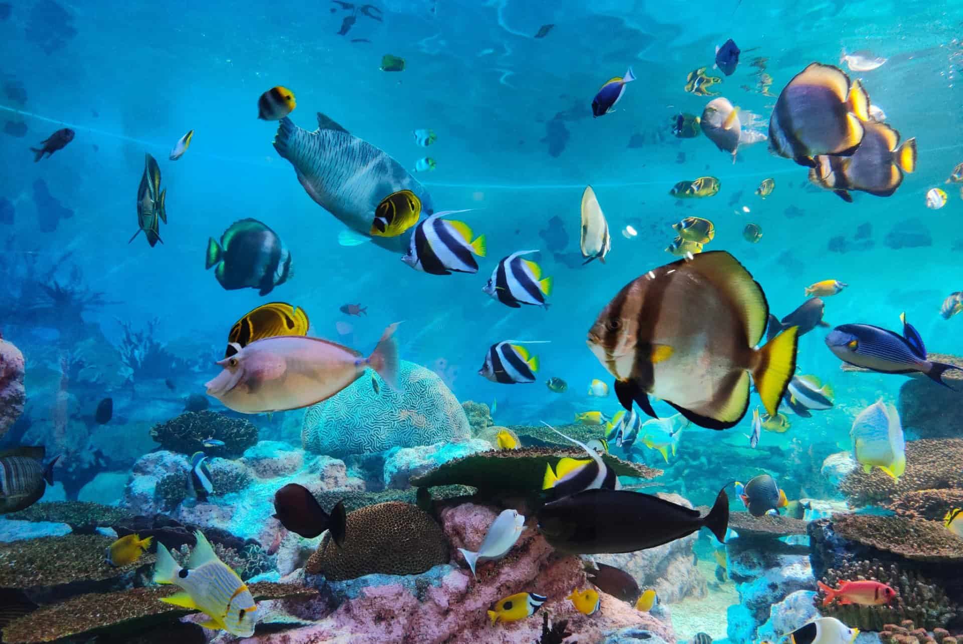 aquarium ile maurice