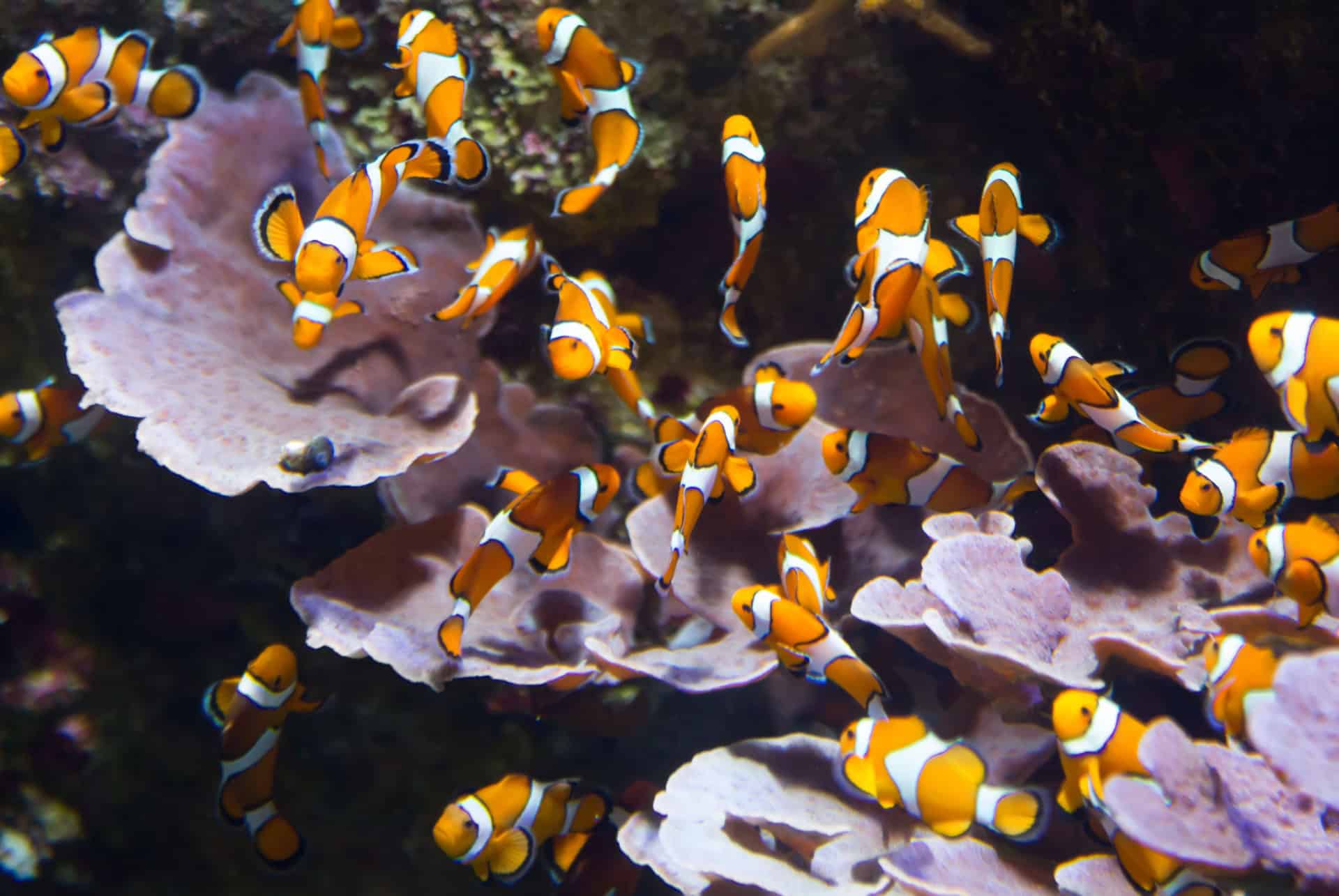 poissons-clowns aquarium ile maurice