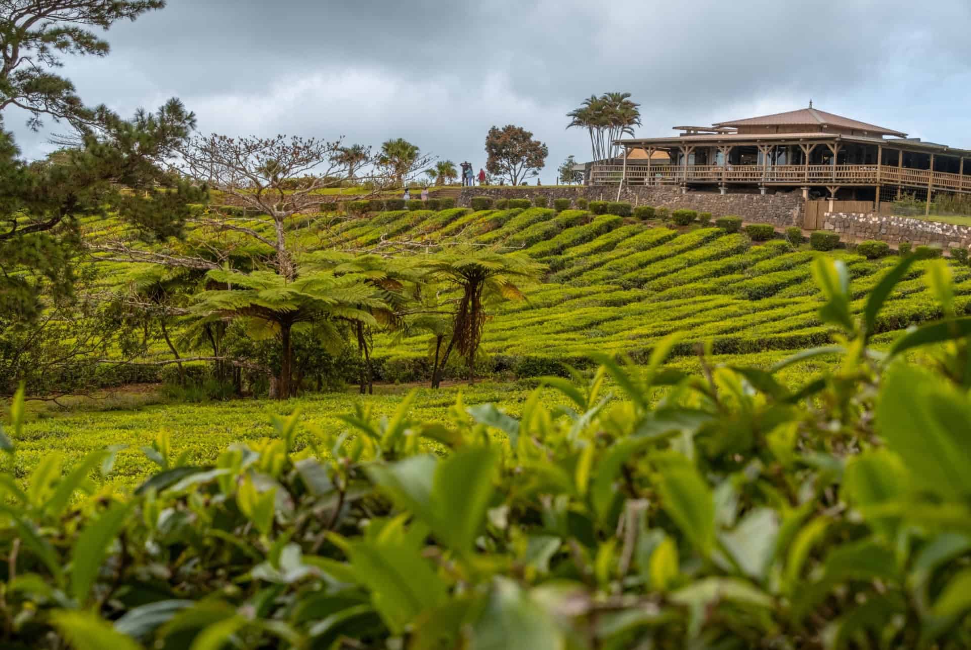 domaine bois cheri