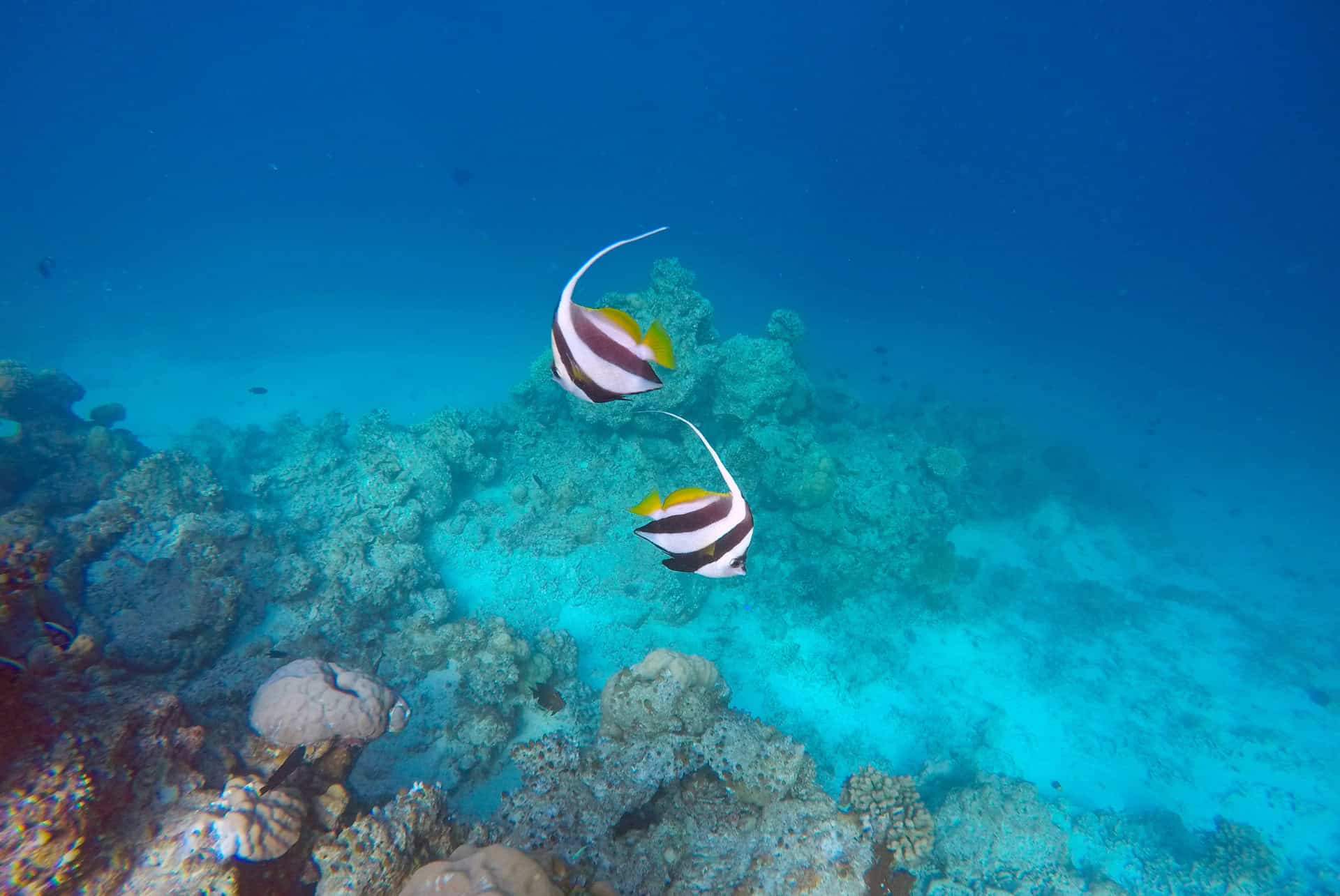 poisson idoles des maures poisson idoles des maures