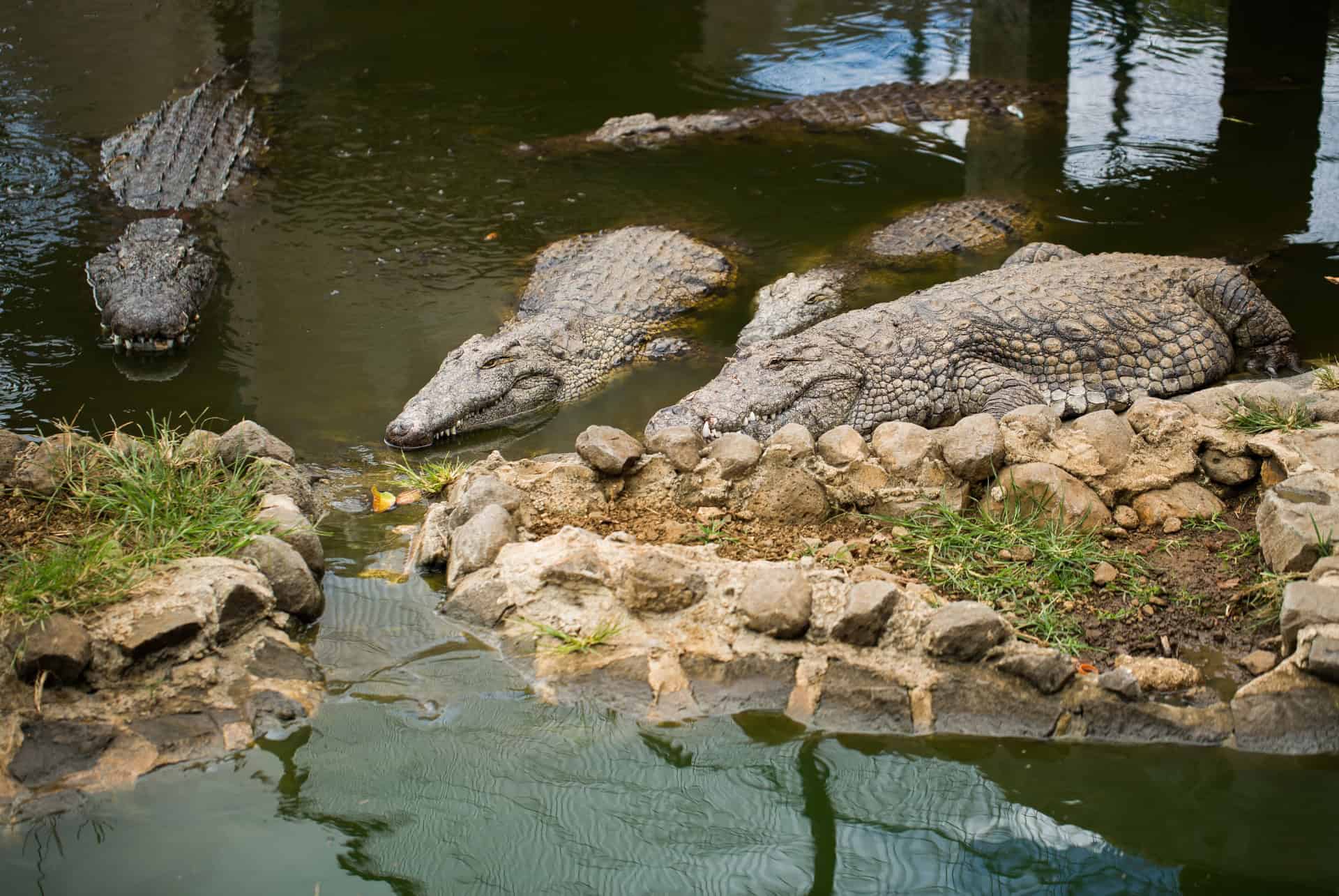 crocodile vanille nature parc vanilla crocodile vanille nature parc vanilla