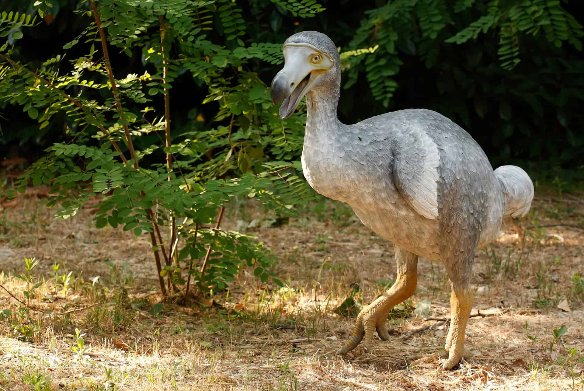 dodo bird reconstruction dodo bird reconstruction