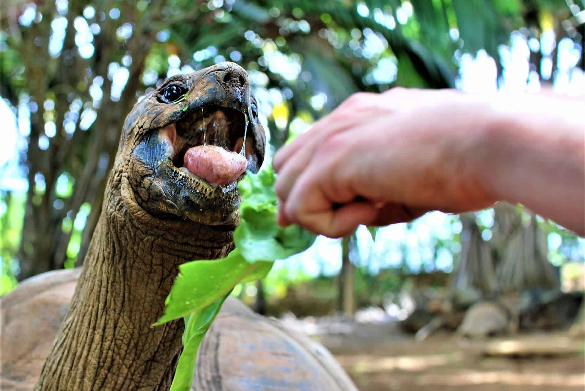 vanille nature parc nourrir tortue vanille nature parc nourrir tortue