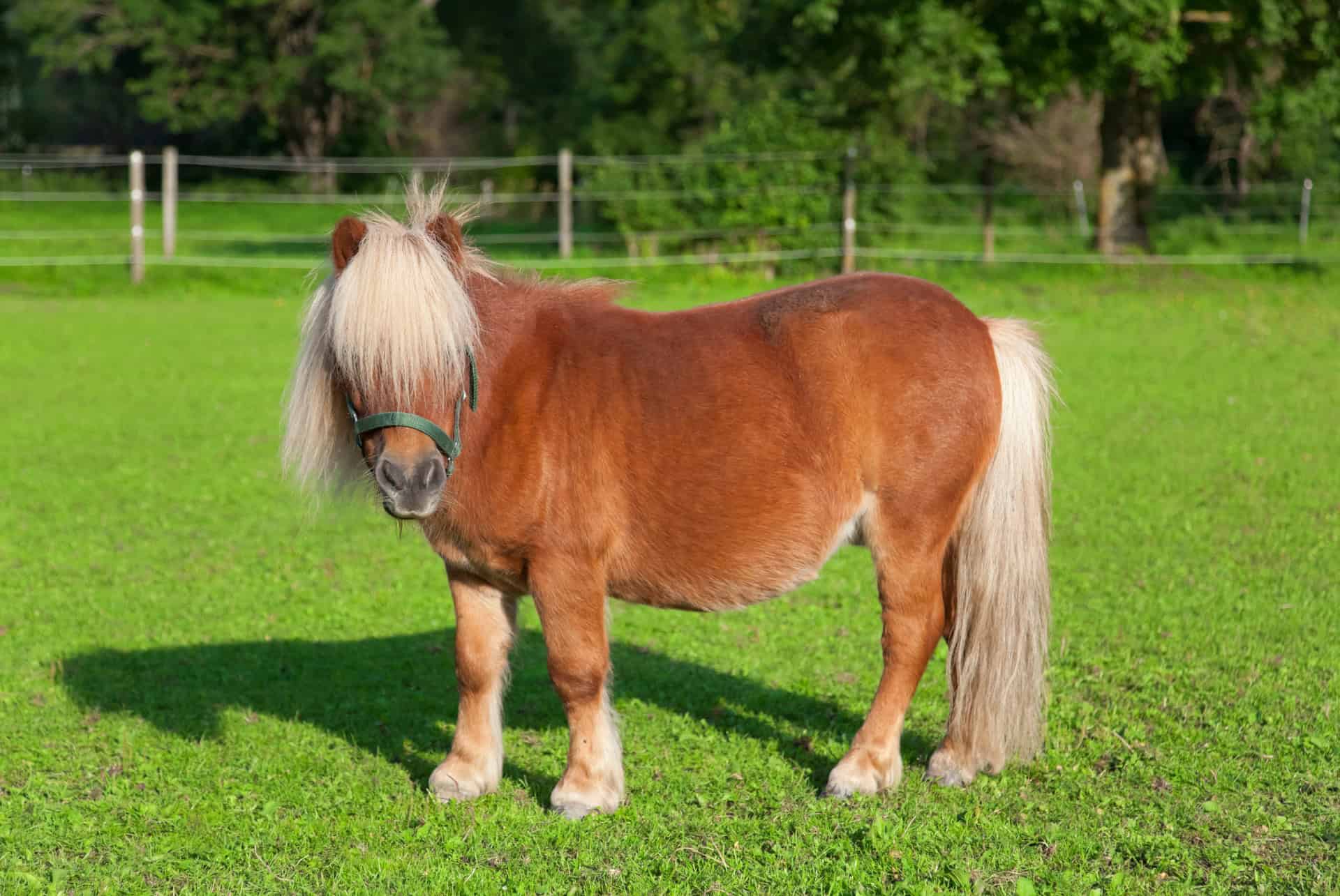 poney poney
