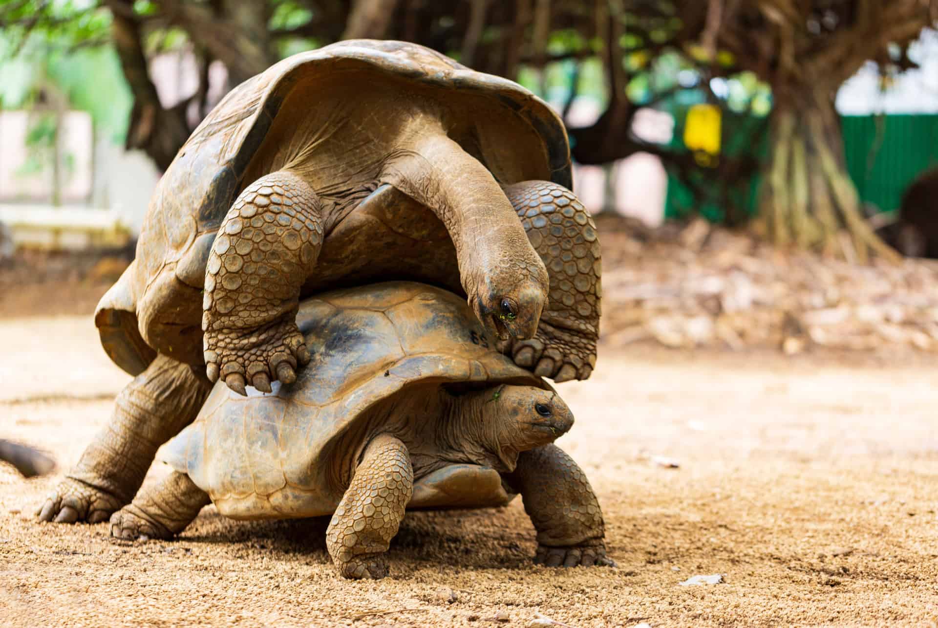 tortues vanilla parc tortues vanilla parc