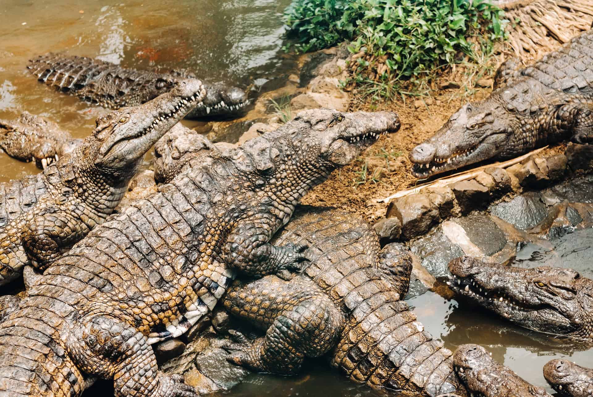 vanille nature parc crocodiles vanille nature parc crocodiles