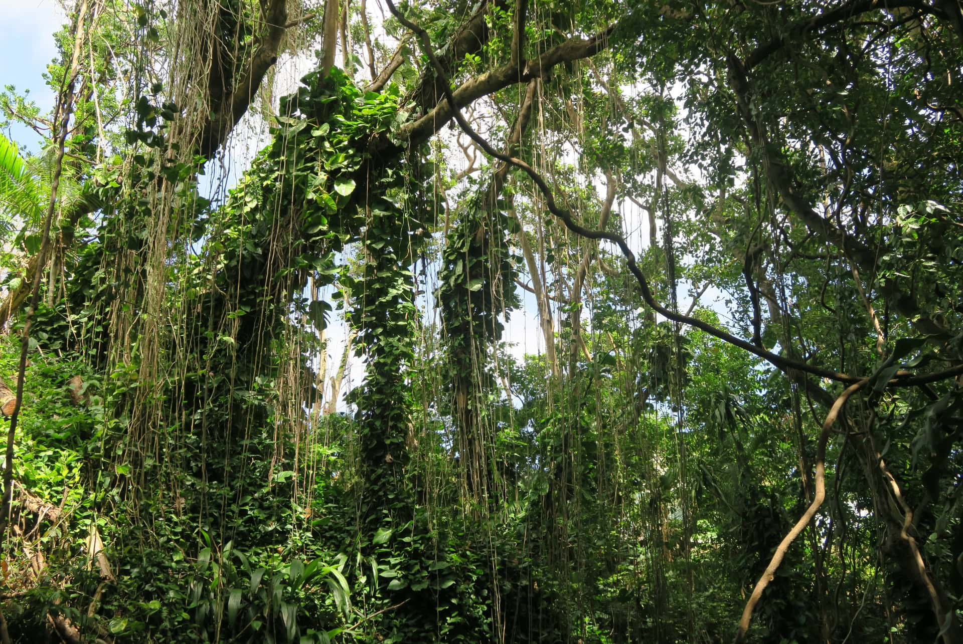 vanilla nature parc verdure vanilla nature parc verdure