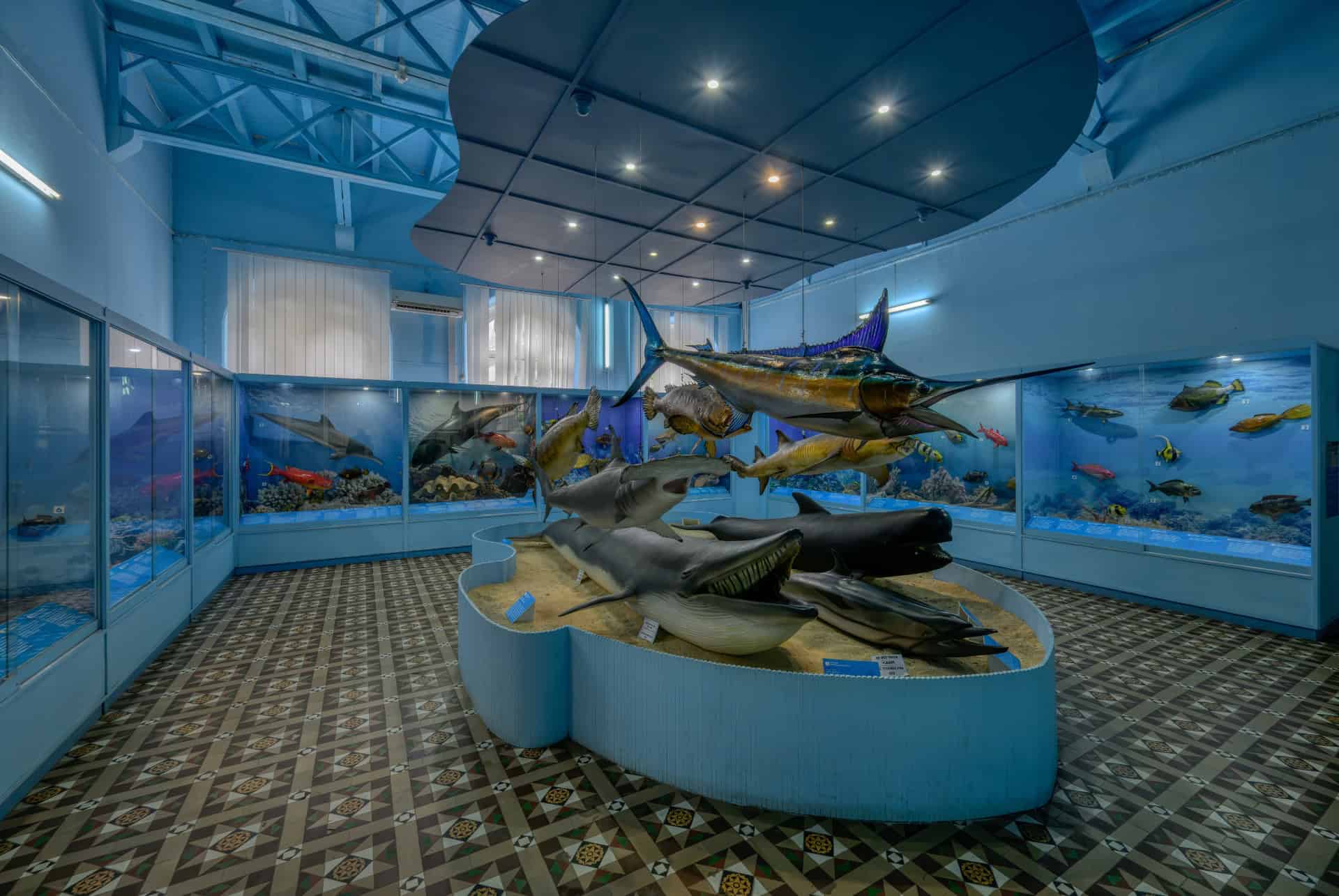 collection marine musee histoire naturelle maurice collection marine musee histoire naturelle maurice